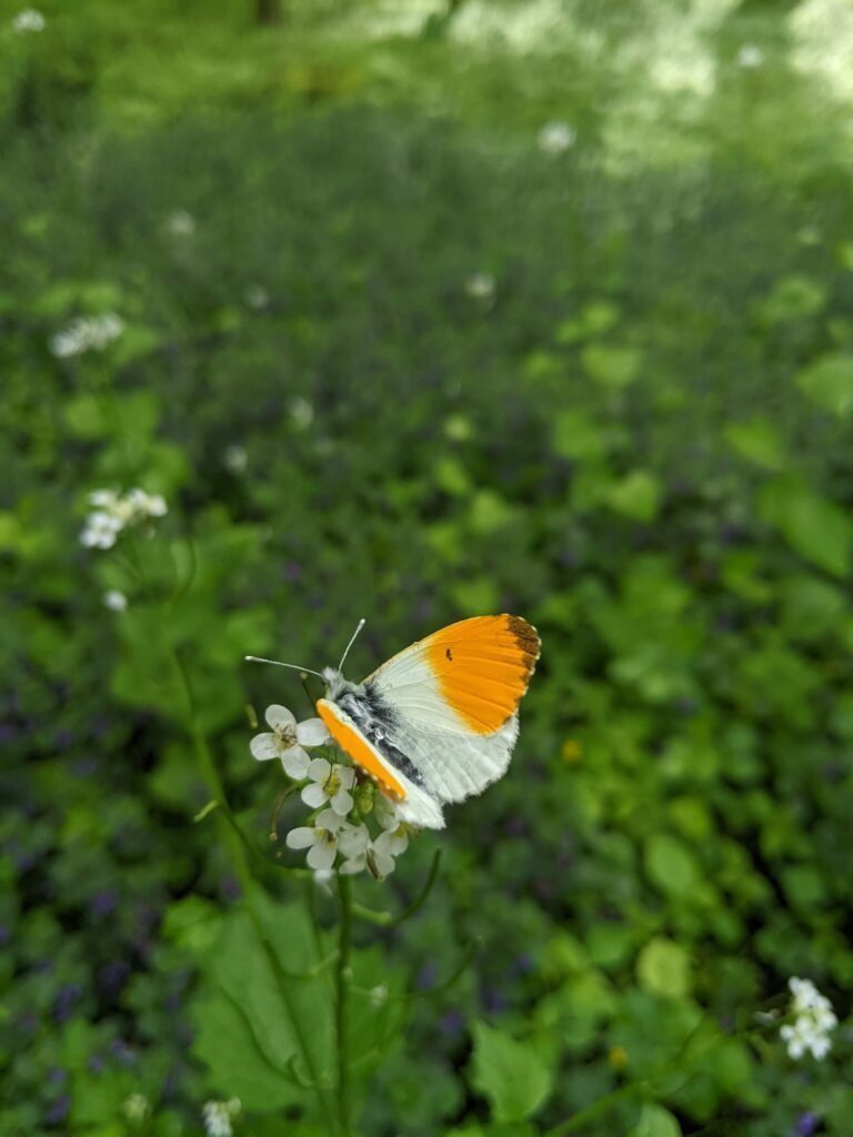 Een vlinder in het Kralingse Bos bij Buitenpsycholoog Rotterdam