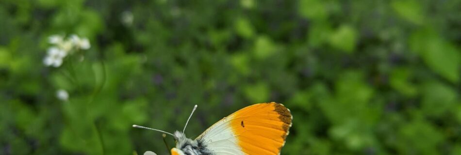 Een vlinder in het Kralingse Bos bij Buitenpsycholoog Rotterdam