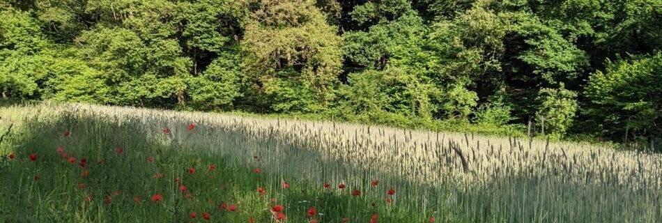 psycholoog rotterdam susan van hacht
