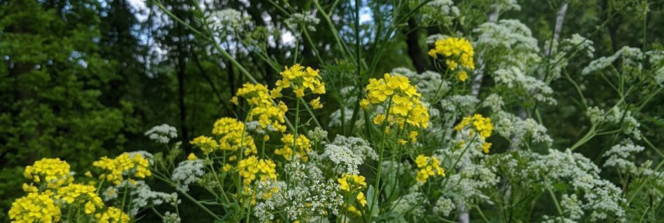 Prachtige bloemen tijdens een buitensessie met psycholoog Rotterdam