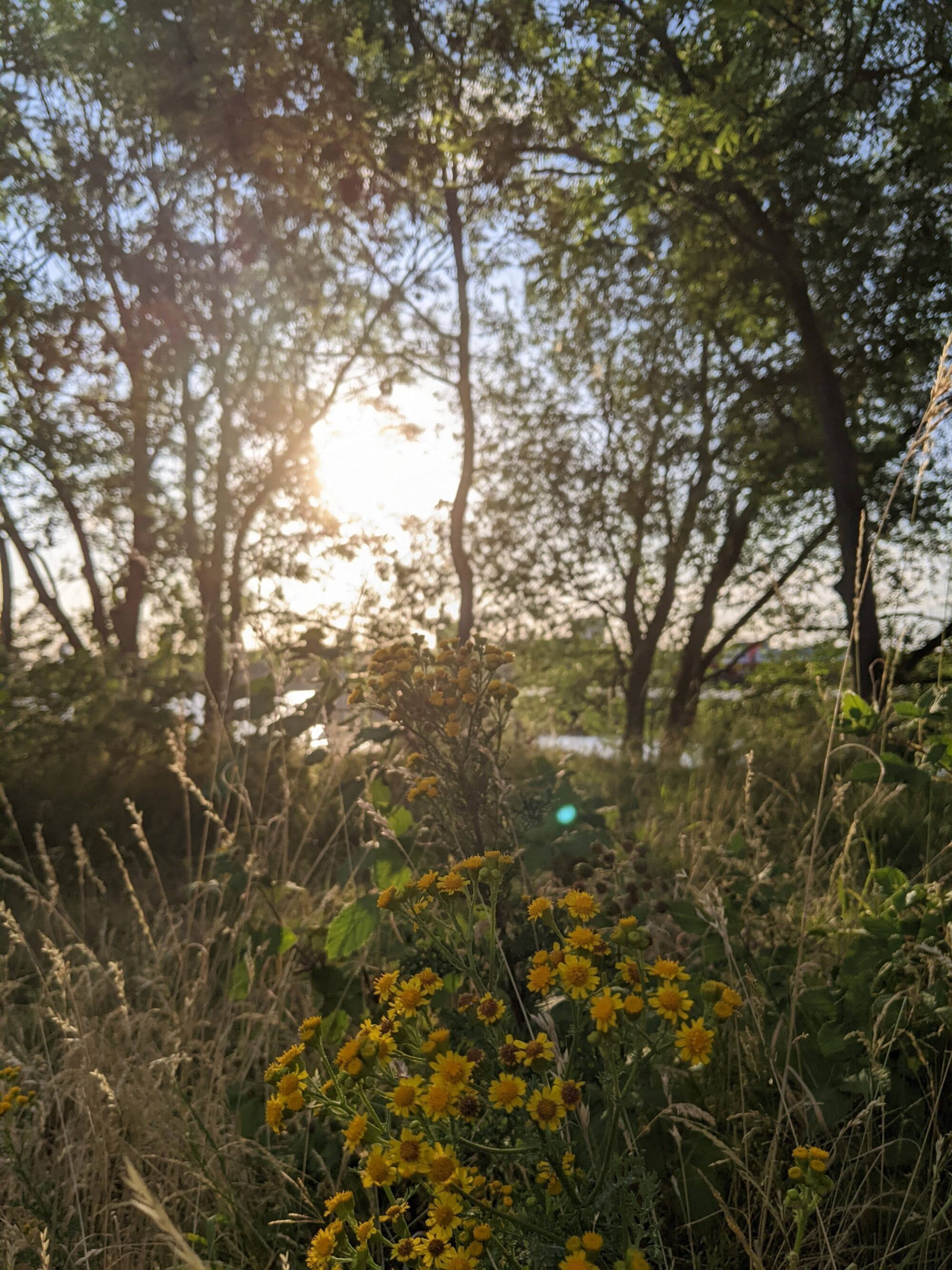 Prachtige locatie om te wandelen met psycholoog in Rotterdam Susan van Hacht.