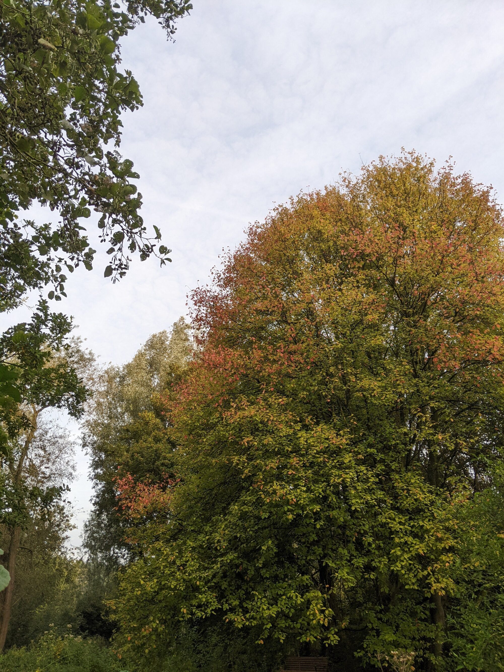 Lessen van de herfst met psycholoog Rotterdam