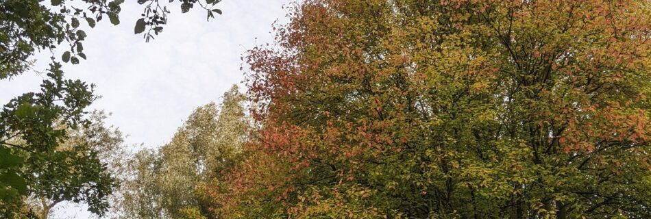 Lessen van de herfst met psycholoog Rotterdam