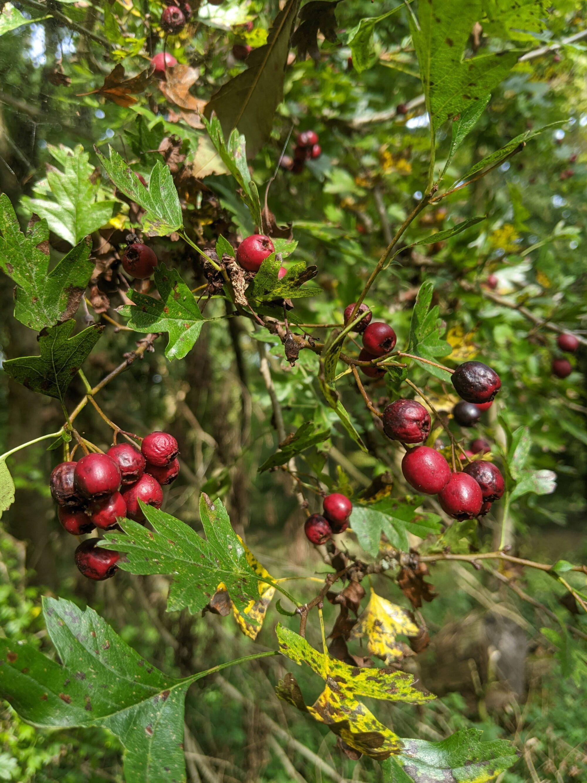 Meld je aan bij psycholoog rotterdam