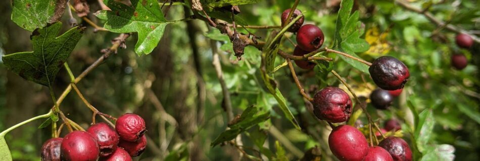 Meld je aan bij psycholoog rotterdam