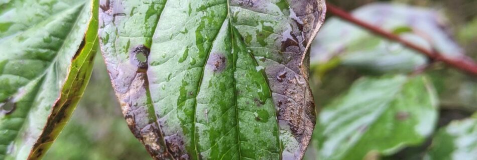 waarom mindfulness niet ontspannen is