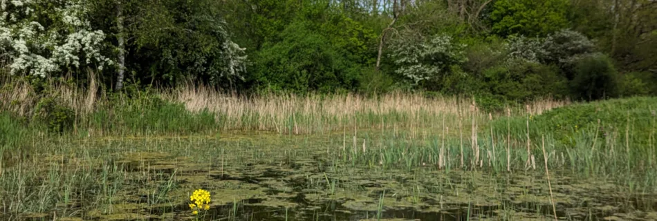 Psycholoog Rotterdam April doet wat ie wil.